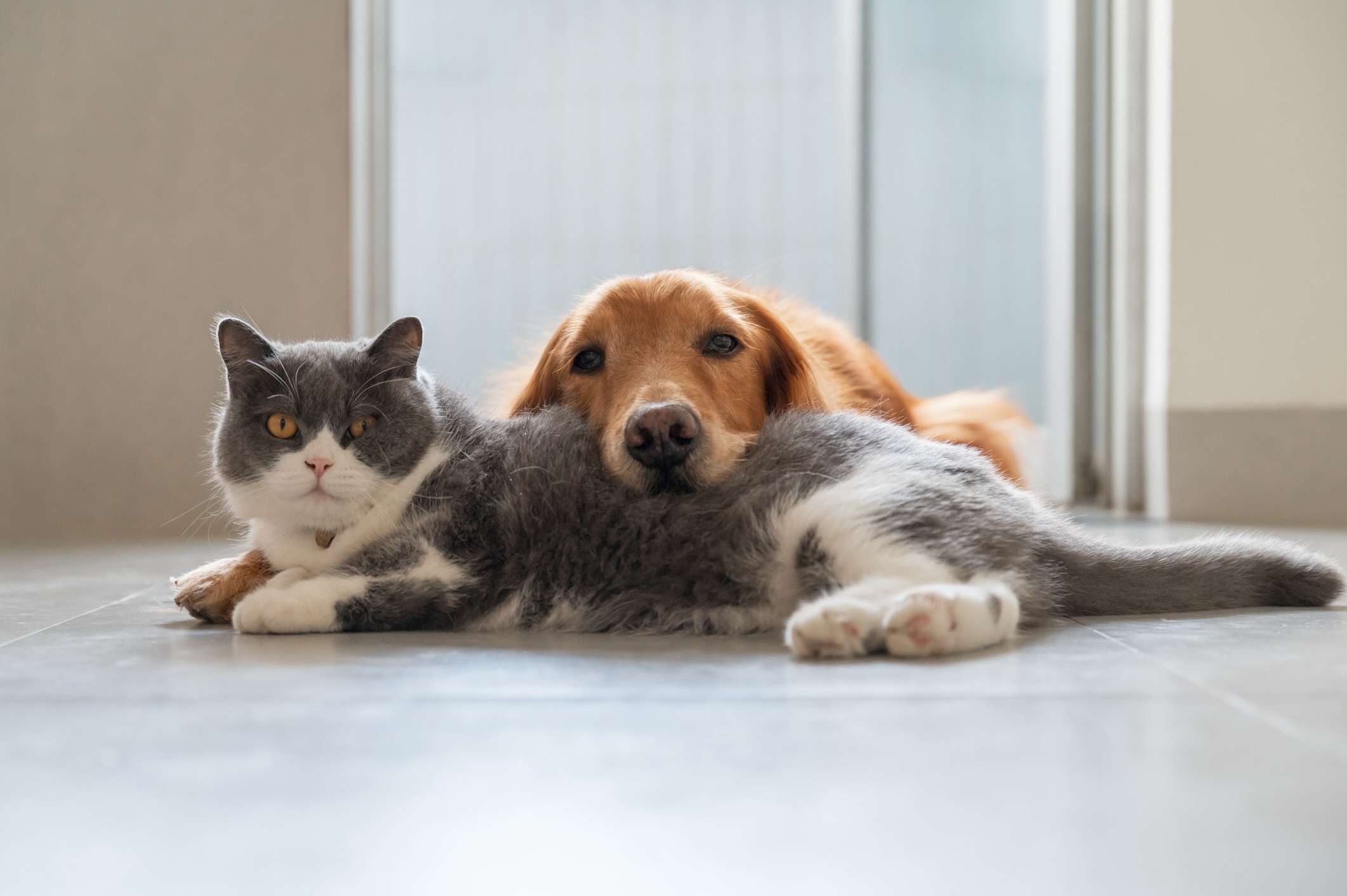 British Shorthair cat and Golden Retriever snuggle on floor