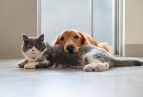 British Shorthair cat and Golden Retriever snuggle on floor