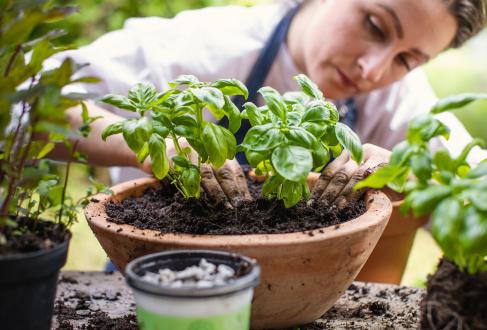 Woman planting basil in a pot